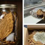 Airtight container for grabba moisture control by ZaGrabba.